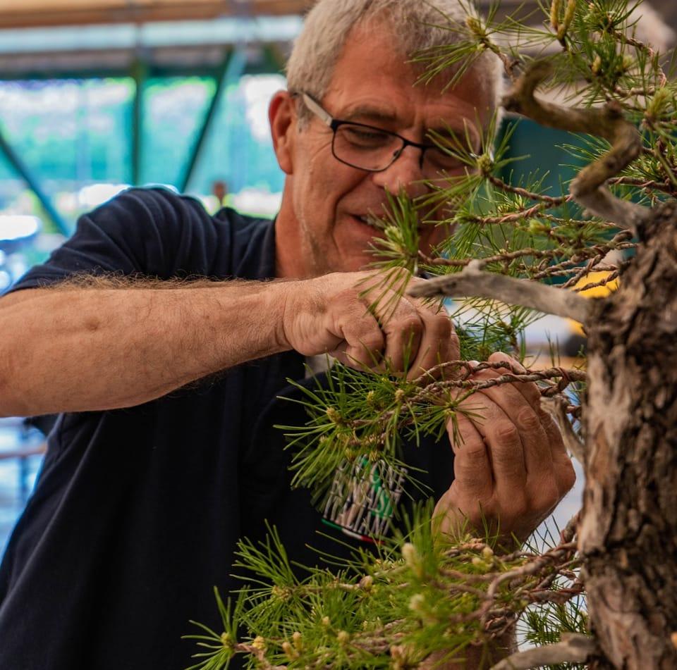 Corso Introduttivo all'arte del bonsai