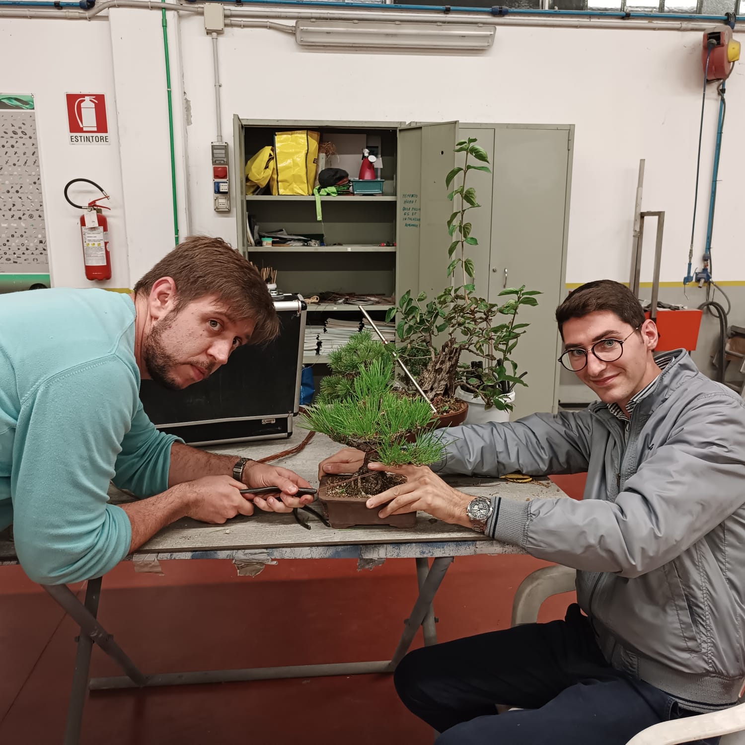 due ragazzi del club BonsaiBlu stanno lavorando una pianta di Pino contenuta in un piccolo vaso squadrato marrone. nello sfondo si intravede una pianta di olivastro alt ><