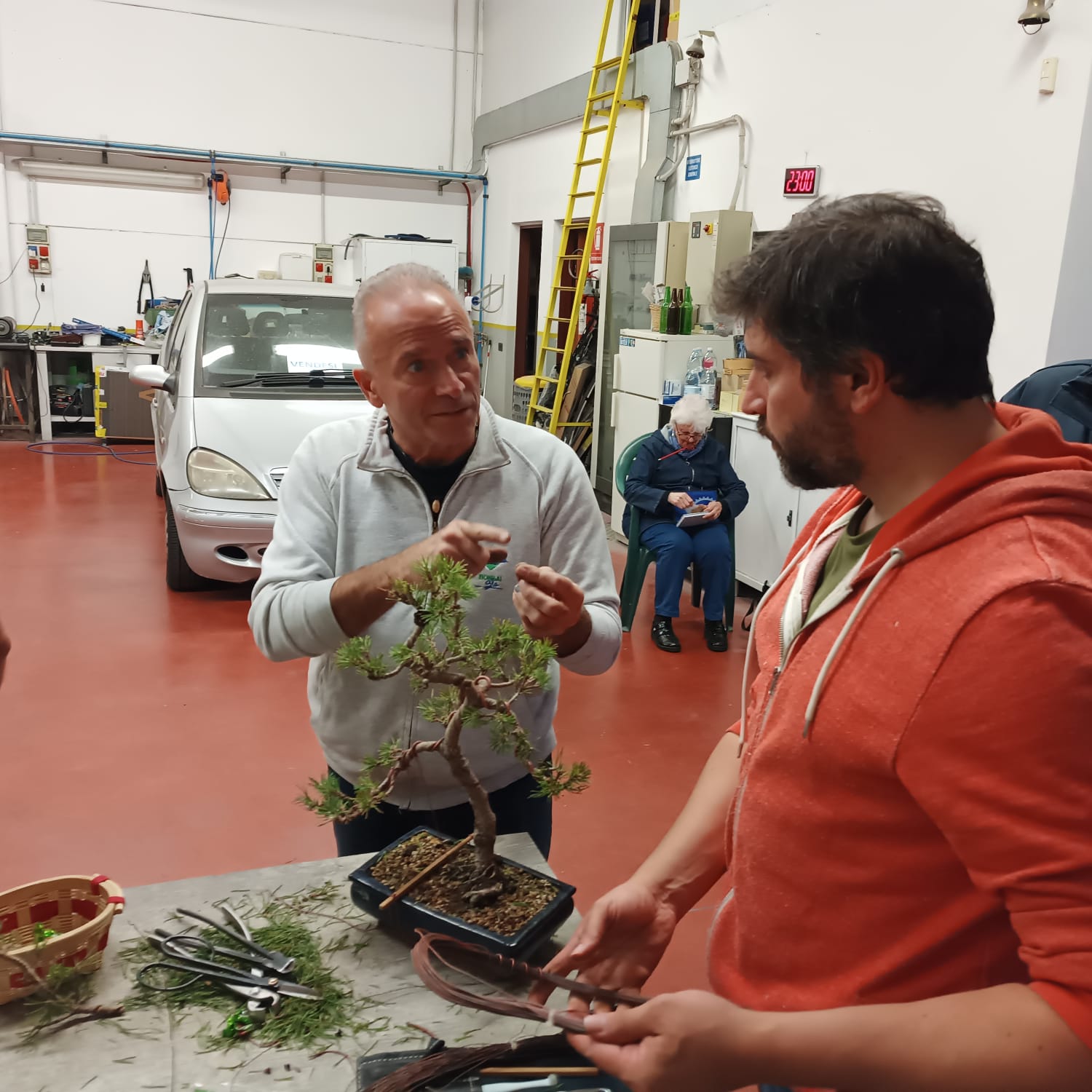 Il maestro bonsai Donato Danisi spiega a un membro del club come lavorare col filo la pianta che si trova in primo piano. La pianta è un pino mugo al quale stanno applicando del filo di rame per dargli una forma più armonica e naturale alt ><